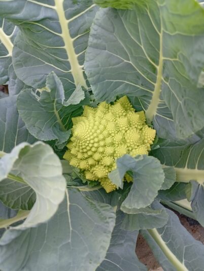 WhatsApp Image 2026-01-21 at 13.04.27 (1)