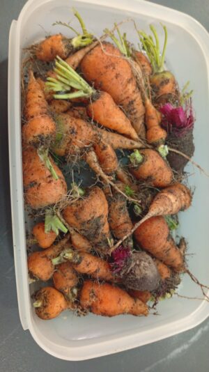 WhatsApp Image 2026-02-24 at 20.24.23 (1)