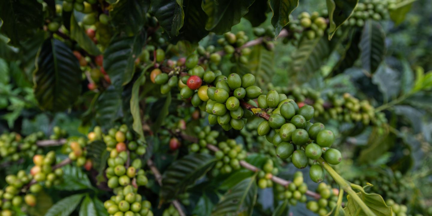 El café desde la finca a la taza