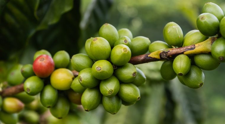 El café desde la finca a la taza