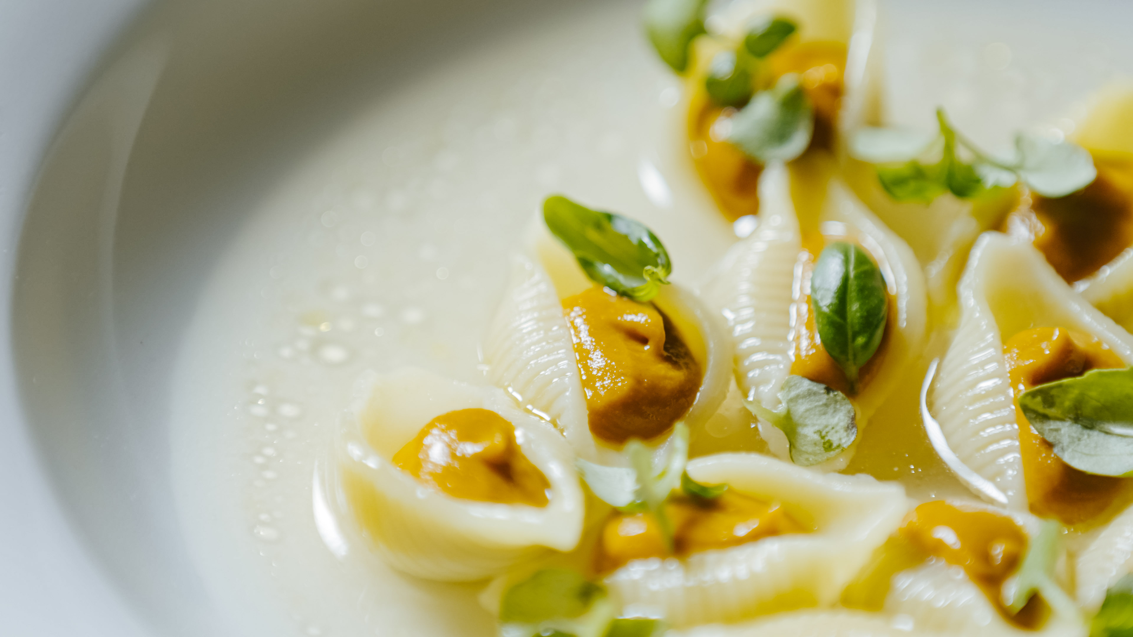 Shells of pasta with tomato