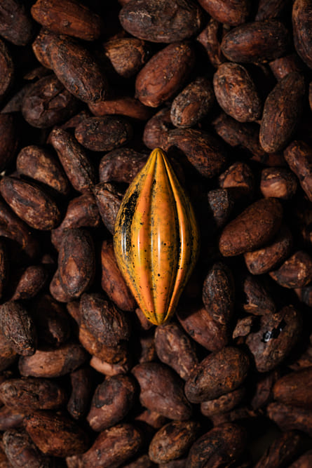 Citrus and cocoa chocoteja bean
