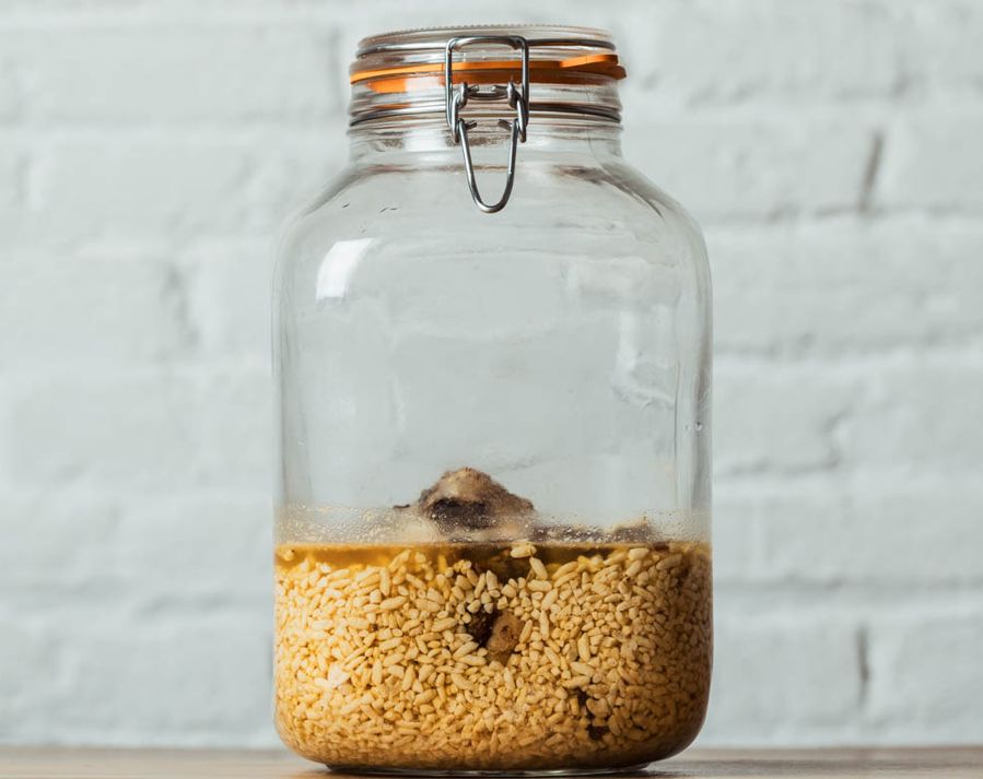 Shitake and Nuka Garum (Ultrafast enzymatic method)